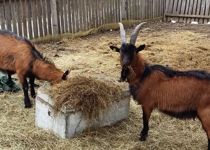 Wimmer Bischofshofen